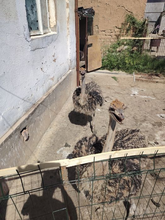 Прадаются страусы одна семя. Молодые больше 2х месяцев. Цена 350$ за к