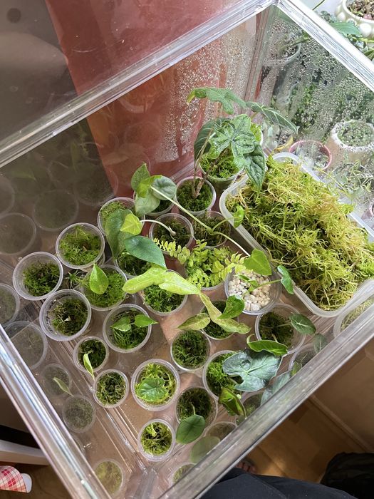 Продам алоказии, есть разные