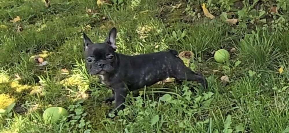 Bulldog francez mascul negru