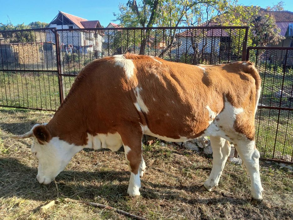 Junincă de vânzarea