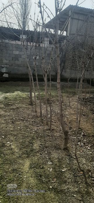 Kashtan ko'chatlar bo'yi 2 30 pasi 150 ishonchli va kafolatli