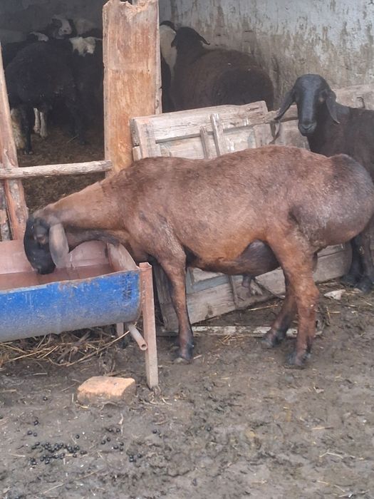 Toza husori kashtan zotga sotiladi