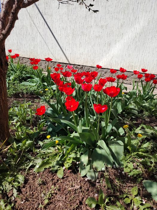 Тюльпаны крупные,Казииту