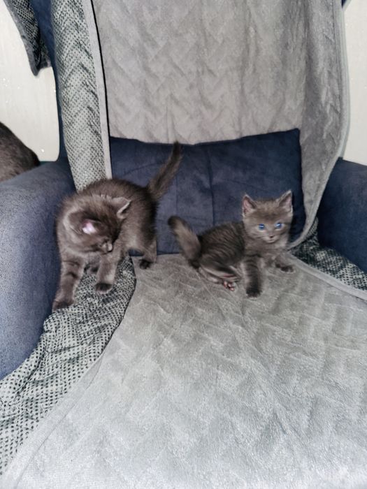 Отдам красивых кошечек