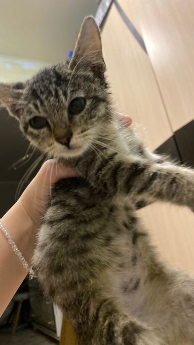 Котенок маленький мальчик