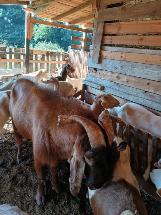 Продавам  п р ъ ч