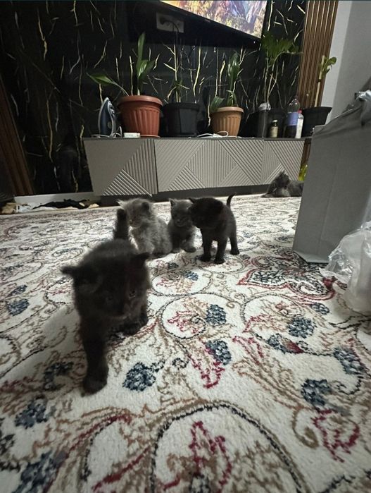Отдам котят в хорошие руки