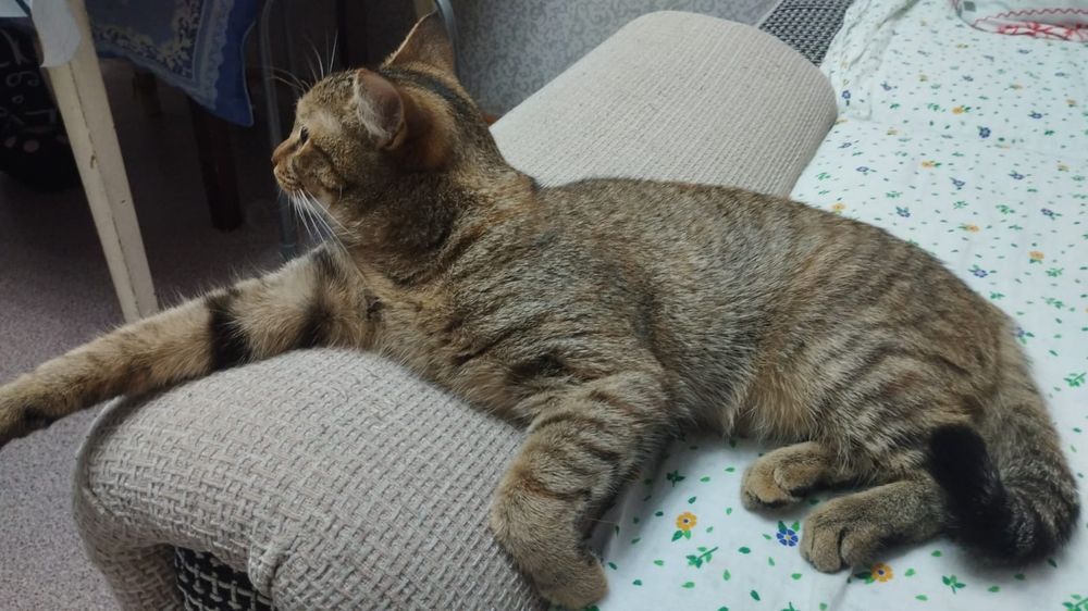 передежка для кошек