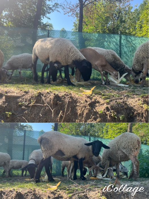 Berbec suffolk/ oi suffolk/ oi texel/merinos