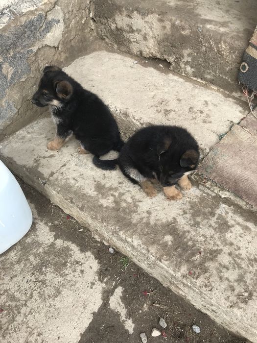 Шенки чистокровные авчарки