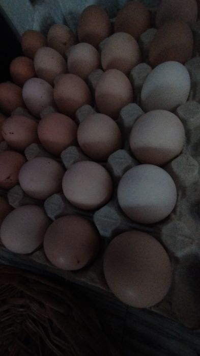 Инкубационное яйцо