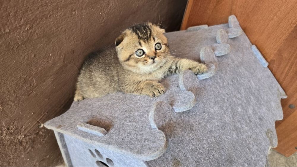 Продается котенок
