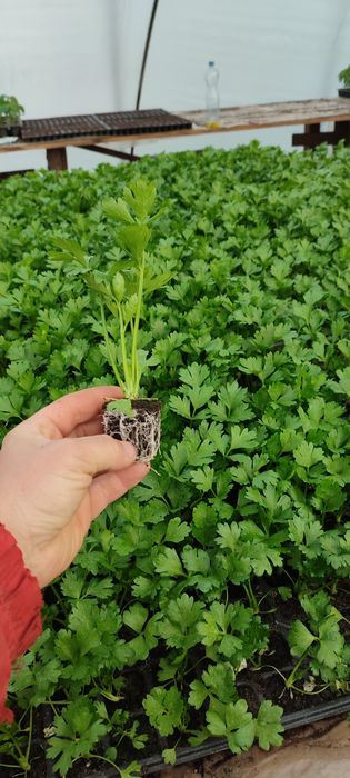 Rasaduri de legume la comanda, rosii, ardei, pepene altoit, varza