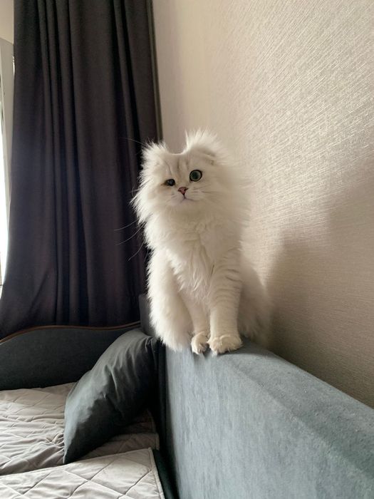 Кот Джеки ищет новый дом