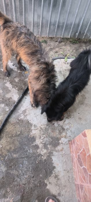 Donație câini în Brăila