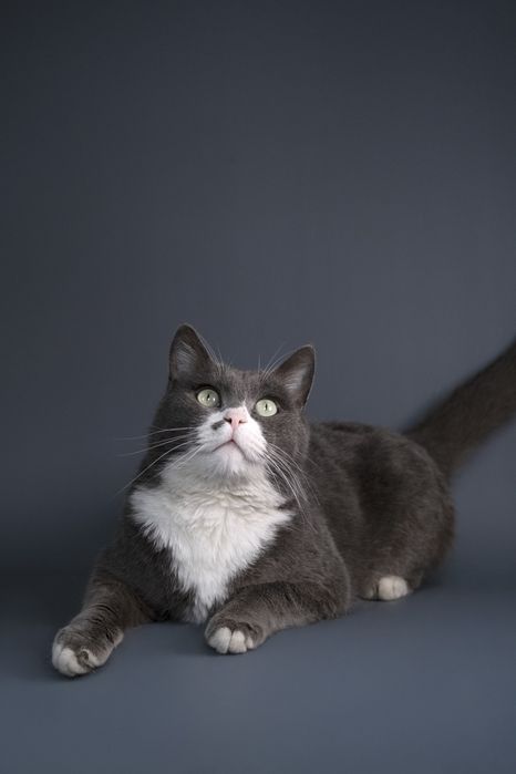 Котик Мультик в поиске дома