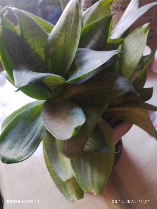 Комнатные растения