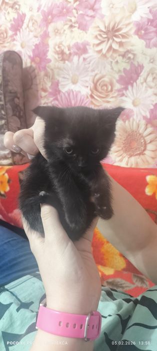 Котята породистые