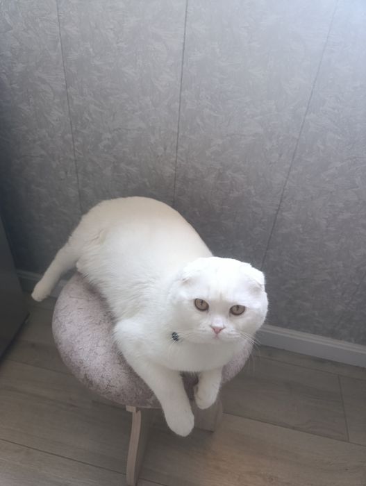 вислоухий кот, ВЯЗКА