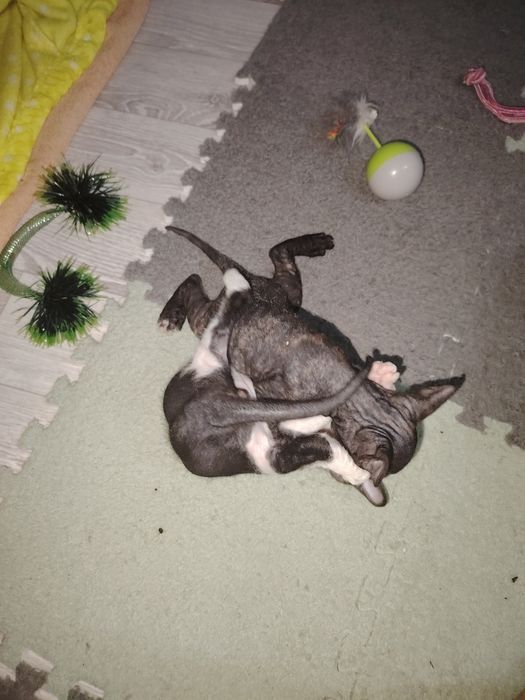 Подам сфинксов. 2 мальчика 2 девочки.