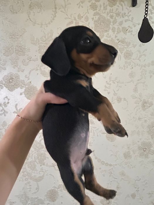 Продам Щенков таксы