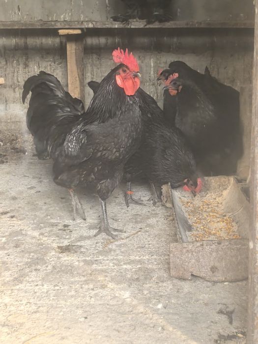 Vand oua pentru incubat australorp
