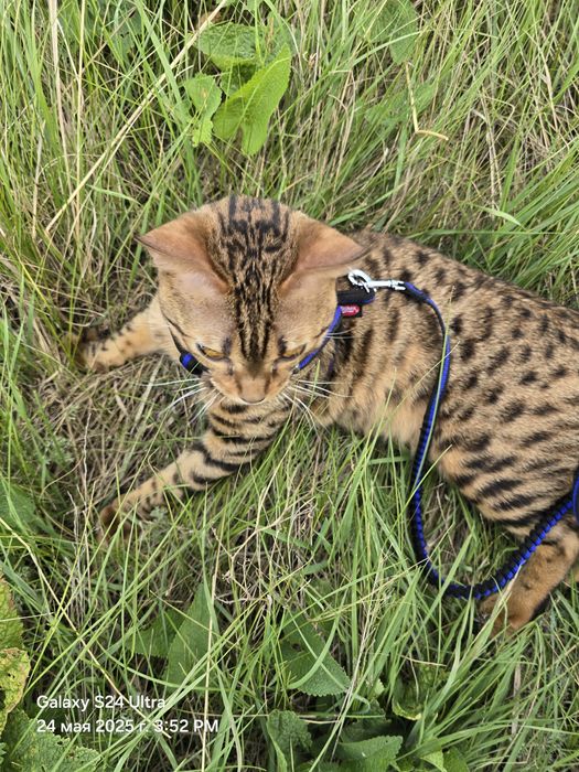 Бенгальский кот ищет девочку для вязки