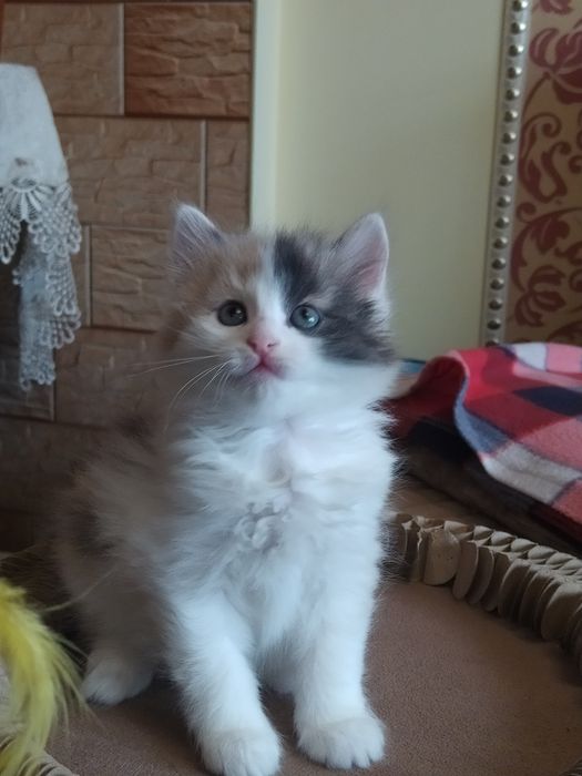 Сибирские котята