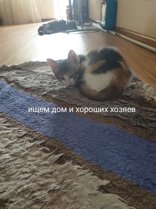 Кошечки в добрые руки