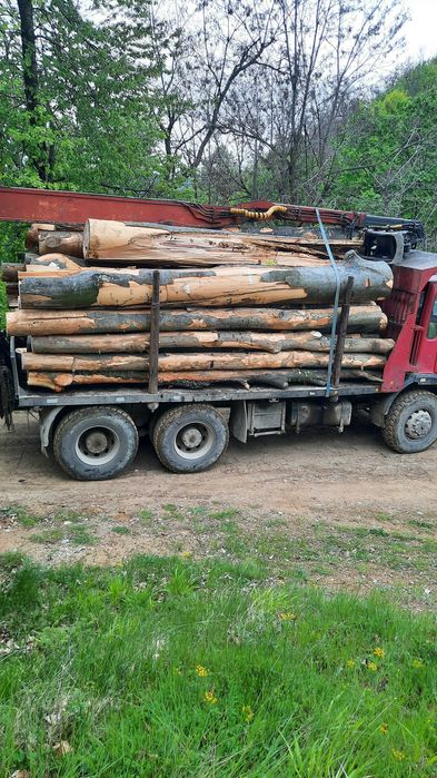 Lemn de foc esenta fag