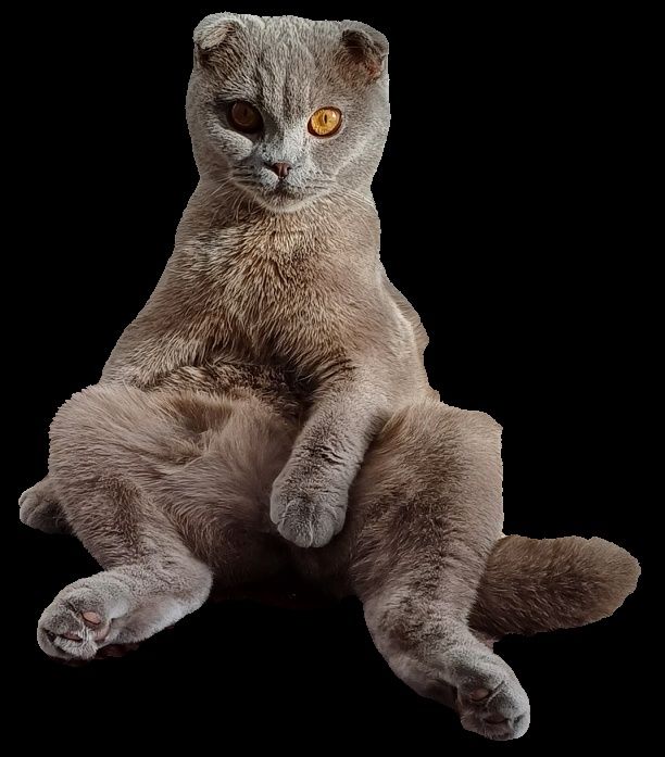 Скотиш фолд(Шотландская вислоухая)