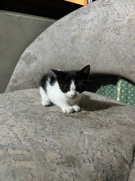 Pisici spre adoptie