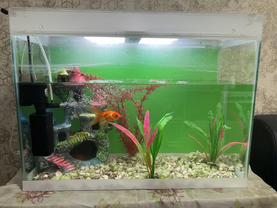 Akvarium 70x30x50 sm 2 ta balig’i bor