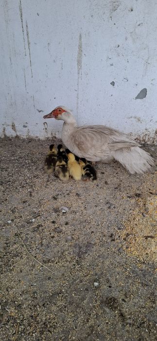 Rață cu boboci lesesti