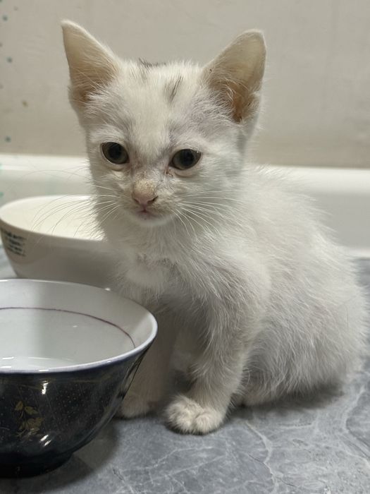 Котенок в добрые руки