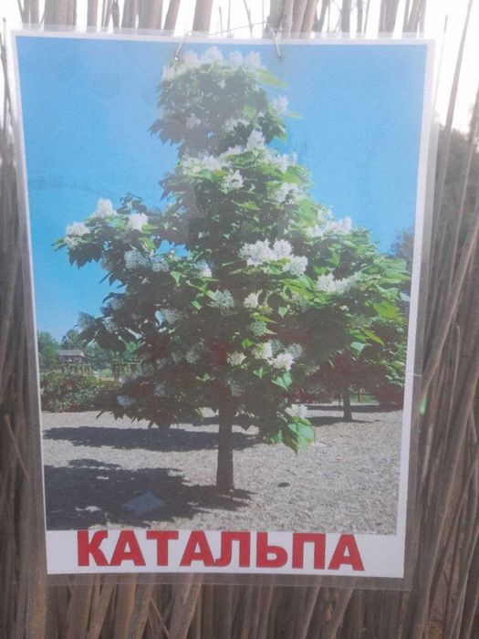 Xarhil ko'chatlardekarativ archalar mevali ko'chatlar arzon narhlarda.