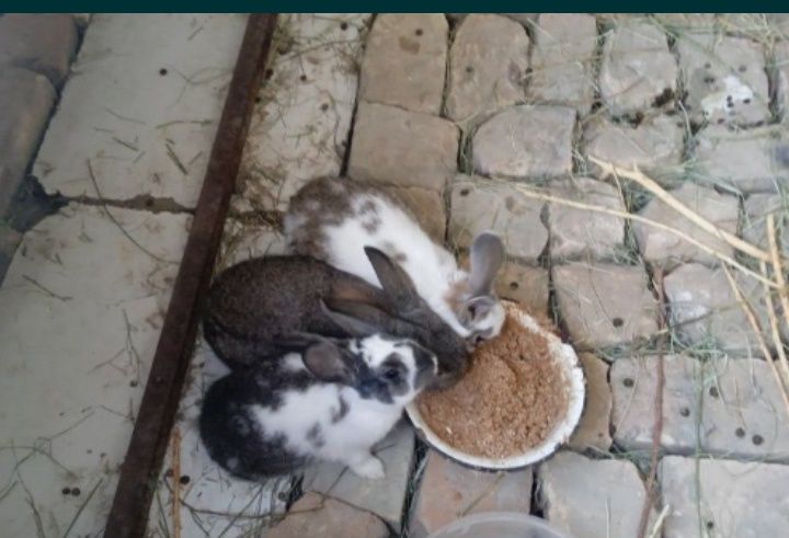 Продаётся кролики