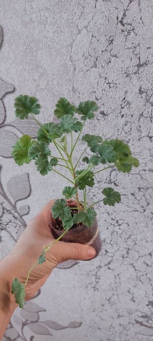 Пеларгония душистая