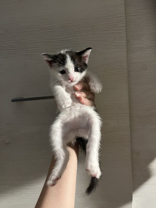 Котенок девочка