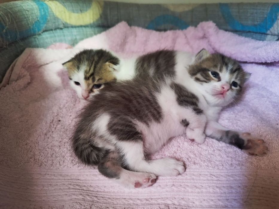Милые котята даром