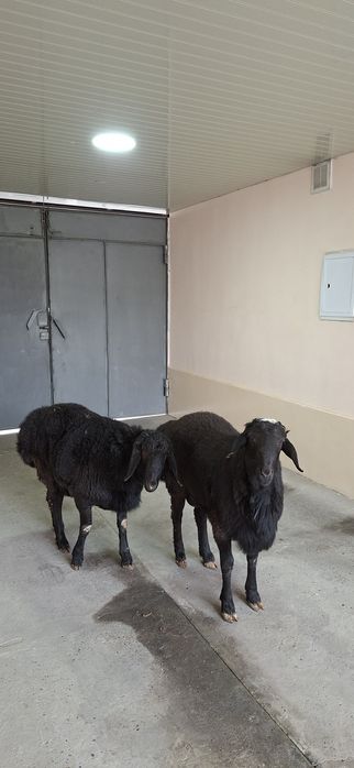 Qo‘zi qo‘chqorlar sotiladi.