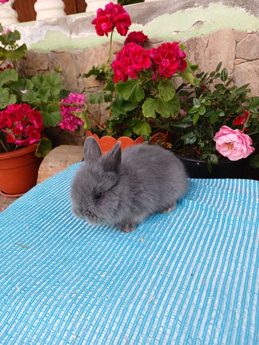 Iepurași pitici Cap de Leu cu ochii albaștrii