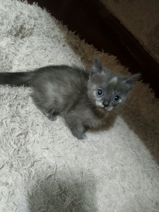 Котенок в добрые руки