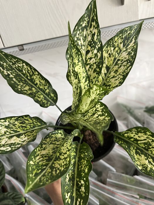 Комнатные растения