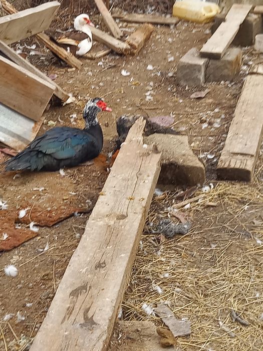 Продам четыре утака