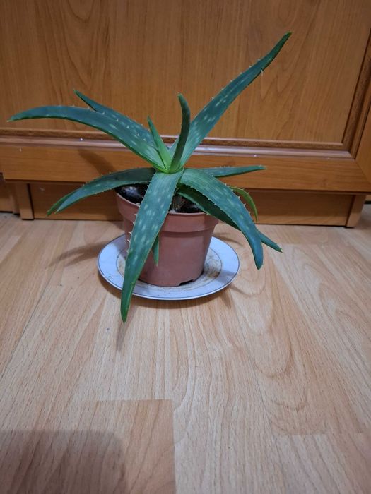 Комнатные цветы  разные