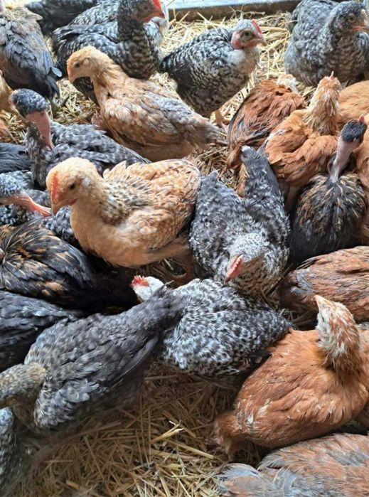 Pui rasă mixtă  800-900g