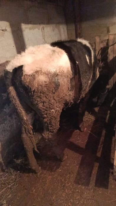 Быки по 1.8 месяцев