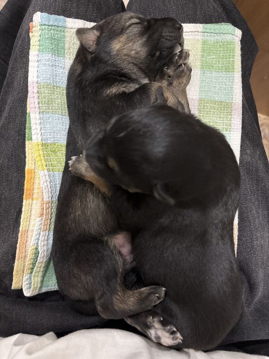 Отдам щенка мальчик и девочка