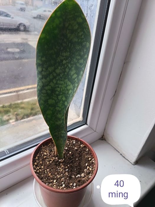 Hona gullari sotiladi